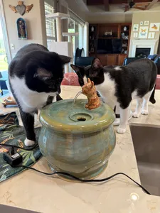 cats on countertop drinking from their Ebi-fountain